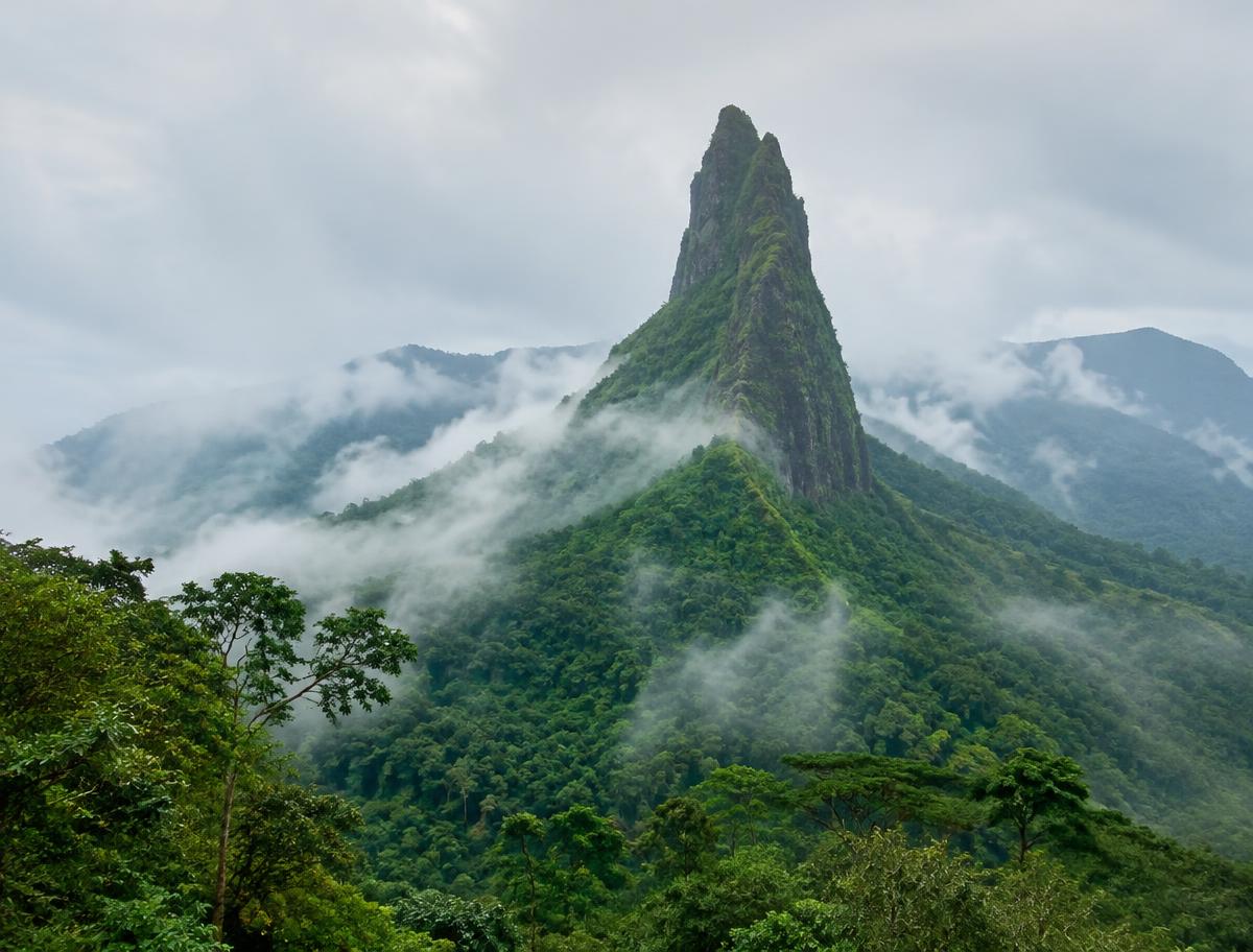 Nature & Rainforest